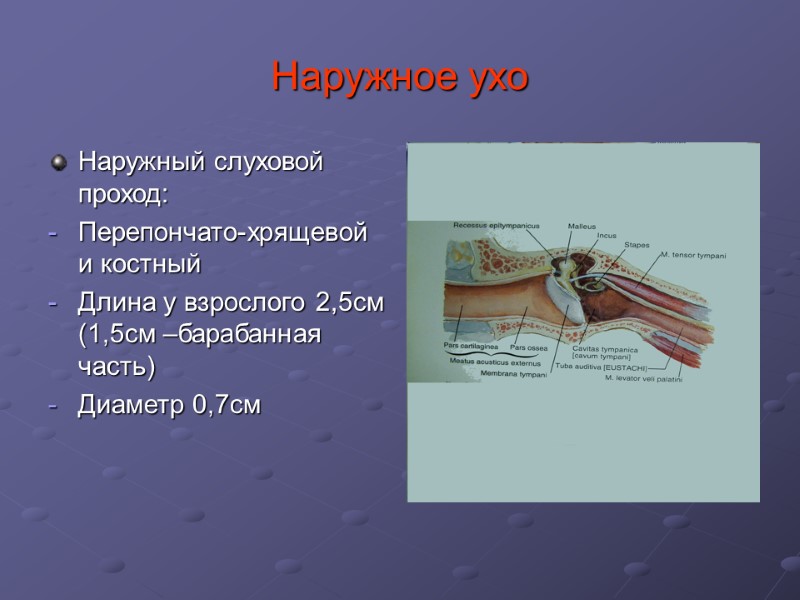 Наружное ухо Наружный слуховой проход: Перепончато-хрящевой и костный Длина у взрослого 2,5см (1,5см –барабанная